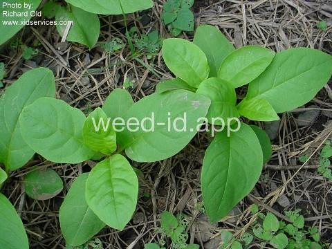 pokeweed, common